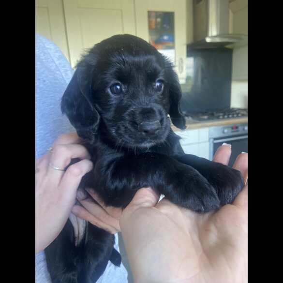 Cocker Spaniel (Working &amp; Show) - Both