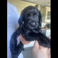 Cocker Spaniel (Working &amp; Show) - Both