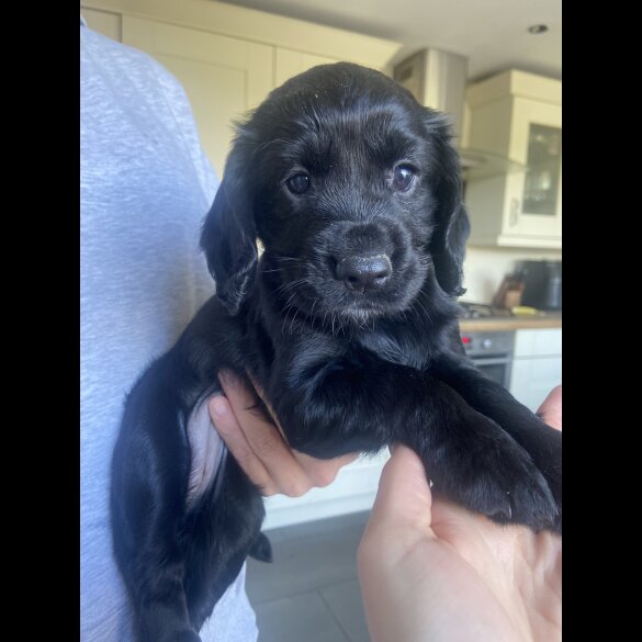 Cocker Spaniel (Working &amp; Show) - Both