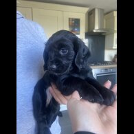 Cocker Spaniel (Working &amp; Show) - Both