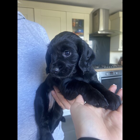 Cocker Spaniel (Working &amp; Show) - Both