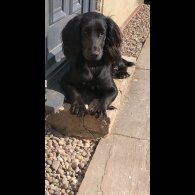 Cocker Spaniel (Working &amp; Show) - Both