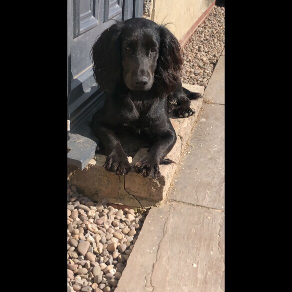 Cocker Spaniel (Working &amp; Show) - Both