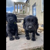 Cocker Spaniel (Working &amp; Show) - Both
