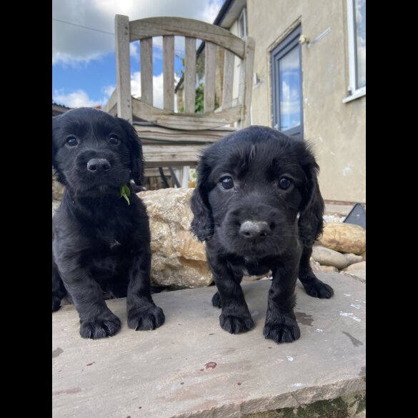 Cocker Spaniel (Working &amp; Show) - Both