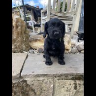 Cocker Spaniel (Working &amp; Show) - Both