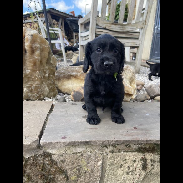 Cocker Spaniel (Working &amp; Show) - Both