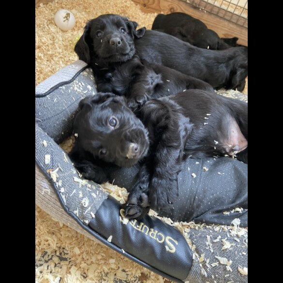 Cocker Spaniel (Working &amp; Show) - Both