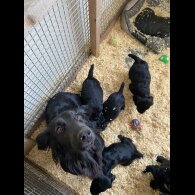 Cocker Spaniel (Working &amp; Show) - Both
