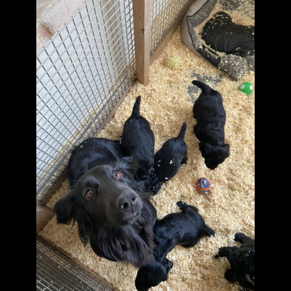 Cocker Spaniel (Working &amp; Show) - Both