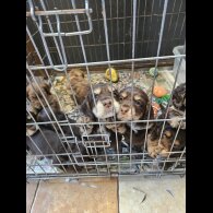 Cocker Spaniel (Working &amp; Show) - Both