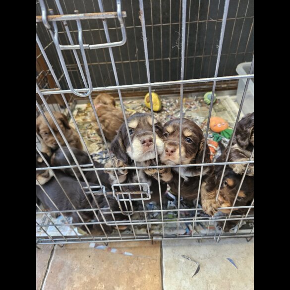 Cocker Spaniel (Working &amp; Show) - Both