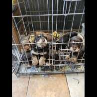 Cocker Spaniel (Working &amp; Show) - Both