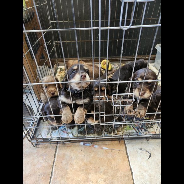 Cocker Spaniel (Working &amp; Show) - Both