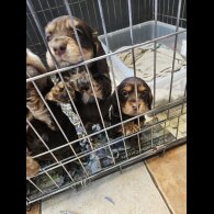 Cocker Spaniel (Working &amp; Show) - Both