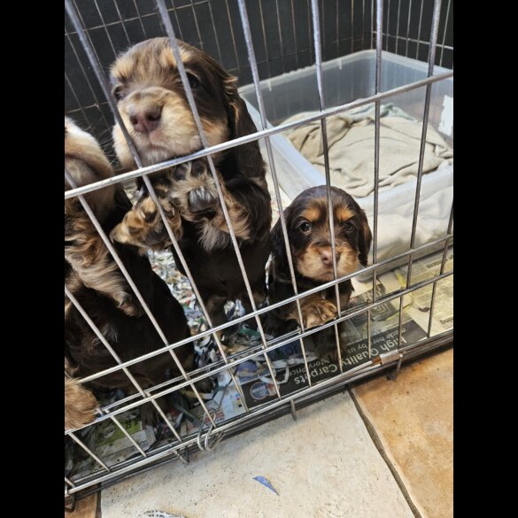 Cocker Spaniel (Working &amp; Show) - Both