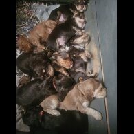 Cocker Spaniel (Working &amp; Show) - Both