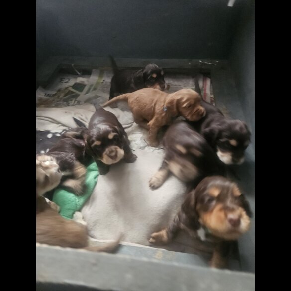 Cocker Spaniel (Working &amp; Show) - Both
