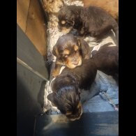 Cocker Spaniel (Working &amp; Show) - Both
