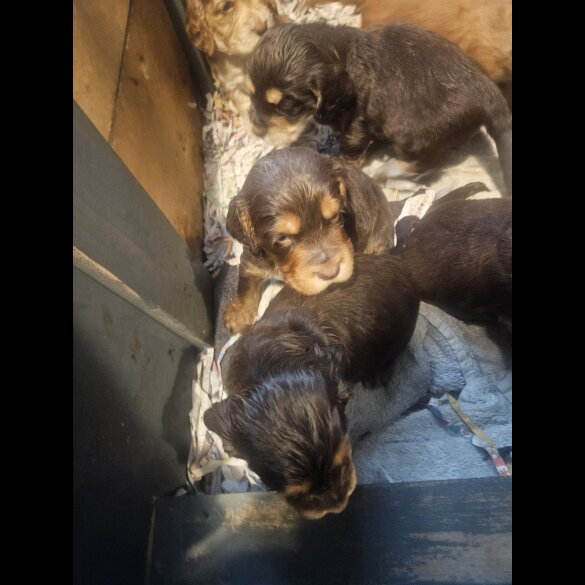 Cocker Spaniel (Working &amp; Show) - Both