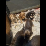 Cocker Spaniel (Working &amp; Show) - Both