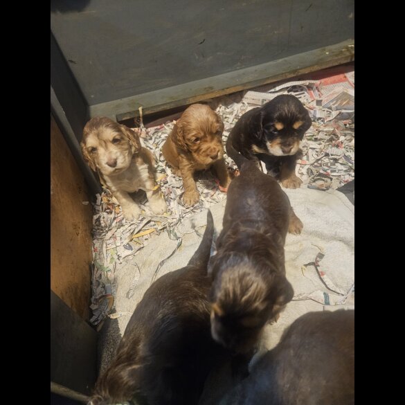 Cocker Spaniel (Working &amp; Show) - Both
