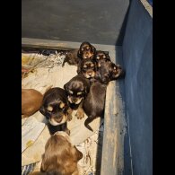 Cocker Spaniel (Working &amp; Show) - Both