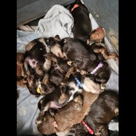 Cocker Spaniel (Working &amp; Show) - Both