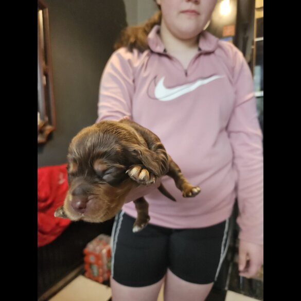 Cocker Spaniel (Working &amp; Show) - Both