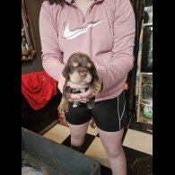 Cocker Spaniel (Working &amp; Show) - Both
