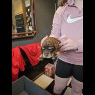 Cocker Spaniel (Working &amp; Show) - Both