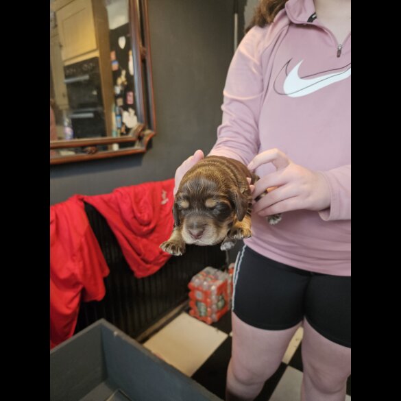 Cocker Spaniel (Working &amp; Show) - Both
