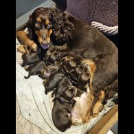 Cocker Spaniel (Working &amp; Show) - Both