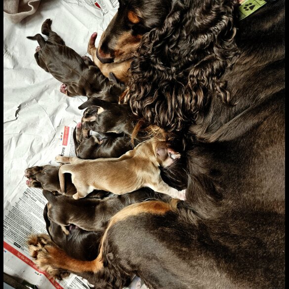 Cocker Spaniel (Working &amp; Show) - Both