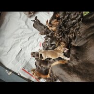 Cocker Spaniel (Working &amp; Show) - Both