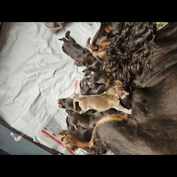 Cocker Spaniel (Working &amp; Show) - Both