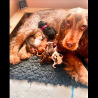 Cocker Spaniel (Working &amp; Show) - Both