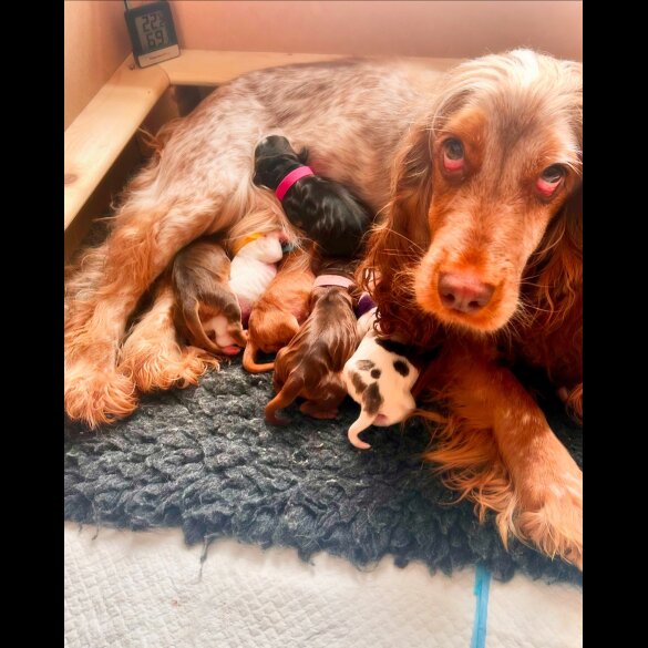 Cocker Spaniel (Working &amp; Show) - Both