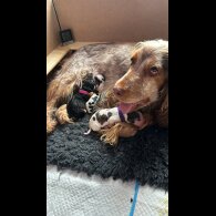 Cocker Spaniel (Working &amp; Show) - Both