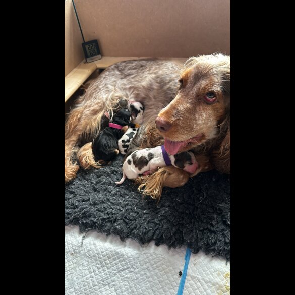Cocker Spaniel (Working &amp; Show) - Both