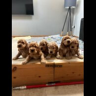 Cocker Spaniel (Working &amp; Show) - Both