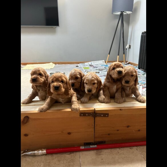 Cocker Spaniel (Working &amp; Show) - Both