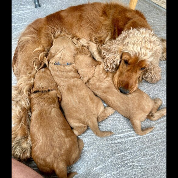 Cocker Spaniel (Working &amp; Show) - Both