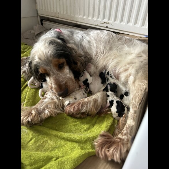 Cocker Spaniel (Working &amp; Show) - Both
