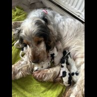 Cocker Spaniel (Working &amp; Show) - Both