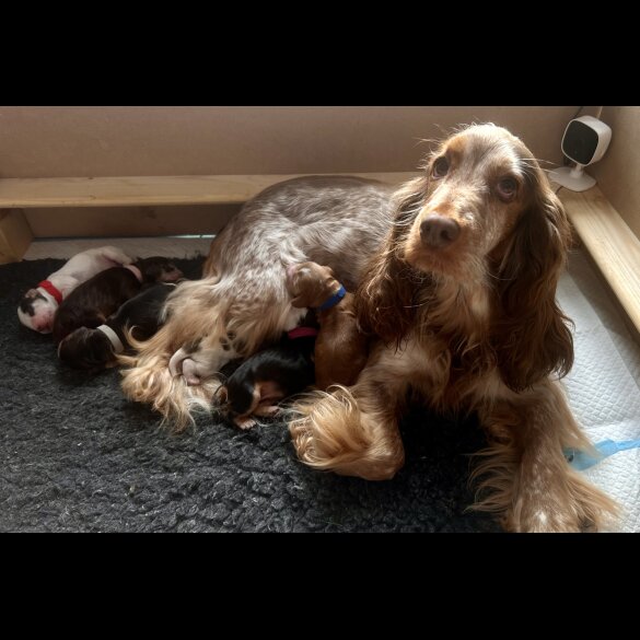 Cocker Spaniel (Working &amp; Show) - Both