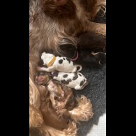 Cocker Spaniel (Working &amp; Show) - Both