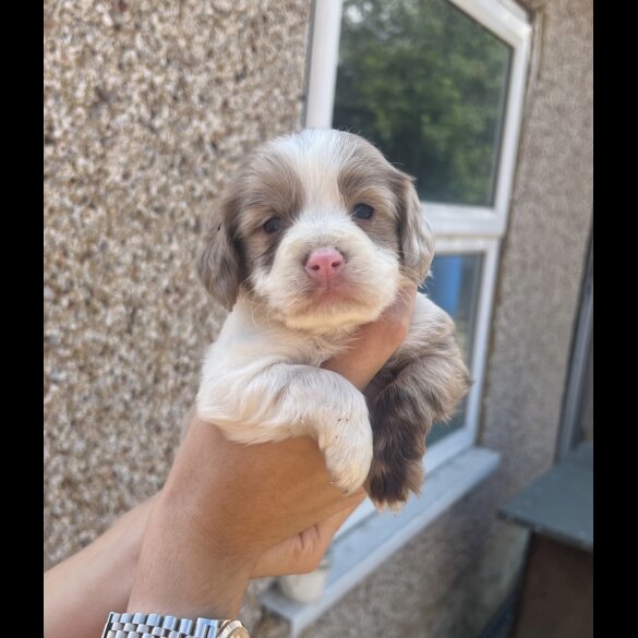 Cocker Spaniel (Working &amp; Show) - Bitches