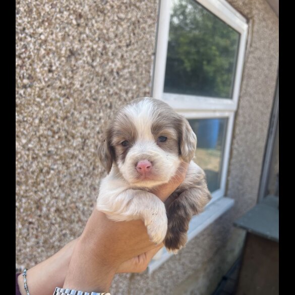 Cocker Spaniel (Working &amp; Show) - Bitches