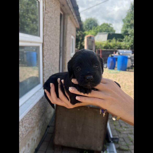 Cocker Spaniel (Working &amp; Show) - Bitches